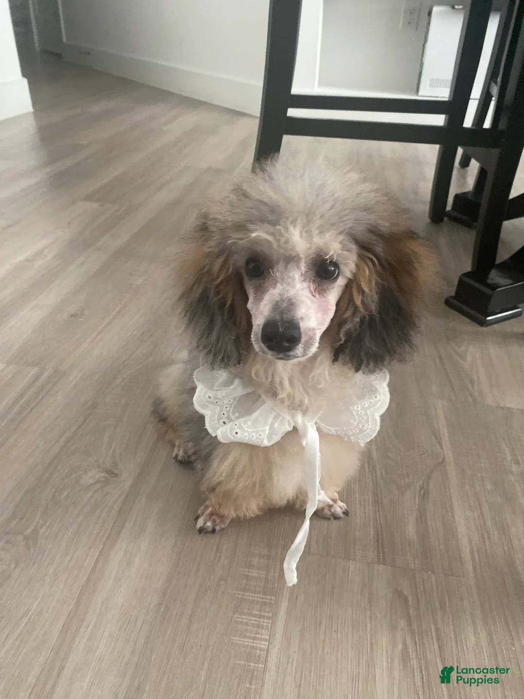 Miniature Poodle dogs for sale: Miniature Poodle 1 - Ad 2