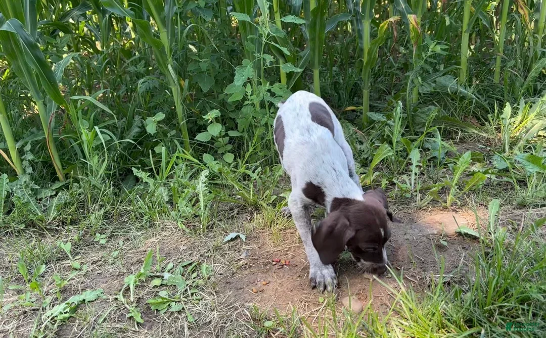 German Shorthaired Pointer dogs for sale: Gary - Ad 2