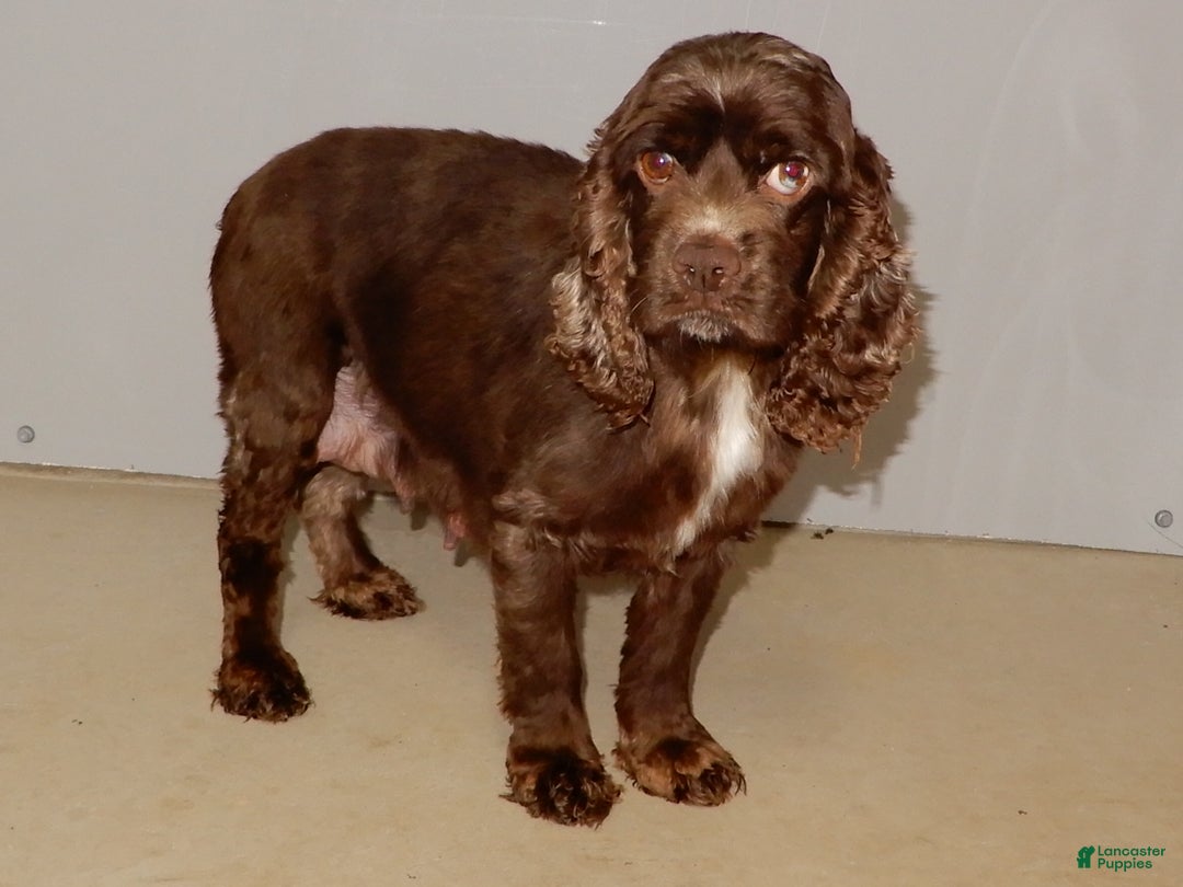 Cockapoo dogs for sale: Joey - Ad 10