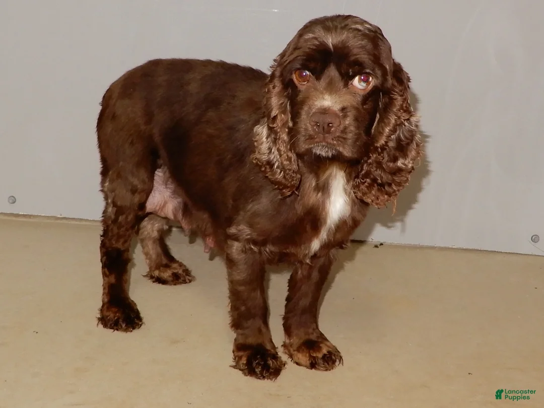 Cockapoo dogs for sale: Gracie - Ad 9