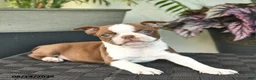 Boston Terrier dogs for sale: Whisper - Ad 5