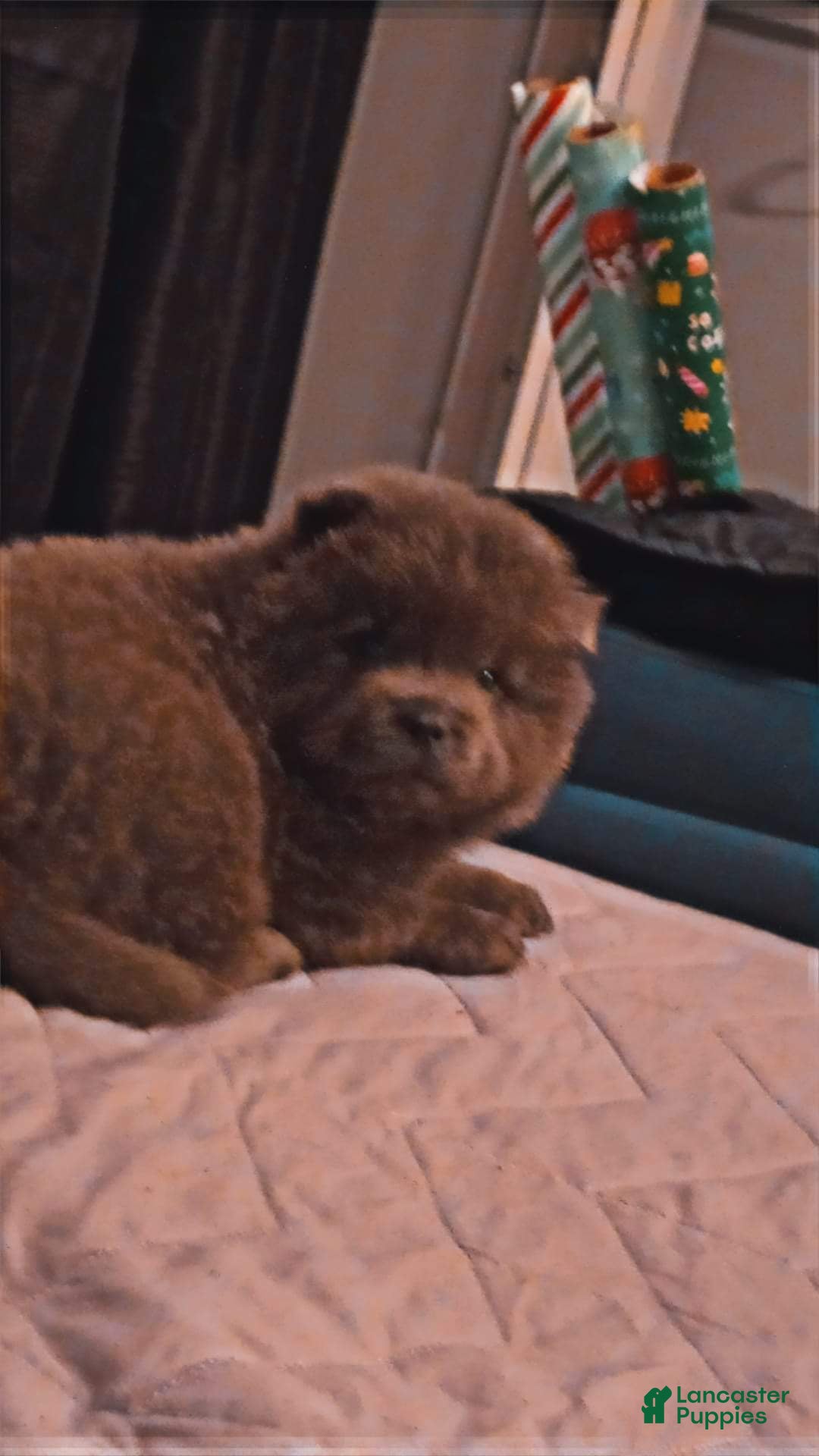 Chow Chow dogs for sale: Belle - Ad 2