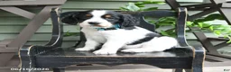 English Springer Spaniel dogs for sale: Commet - Ad 1