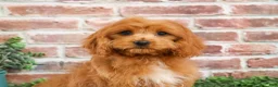 Cavapoo dogs for sale: Boone - Ad 4