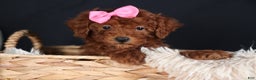 Miniature Poodle dogs for sale: BELLA - Ad 1