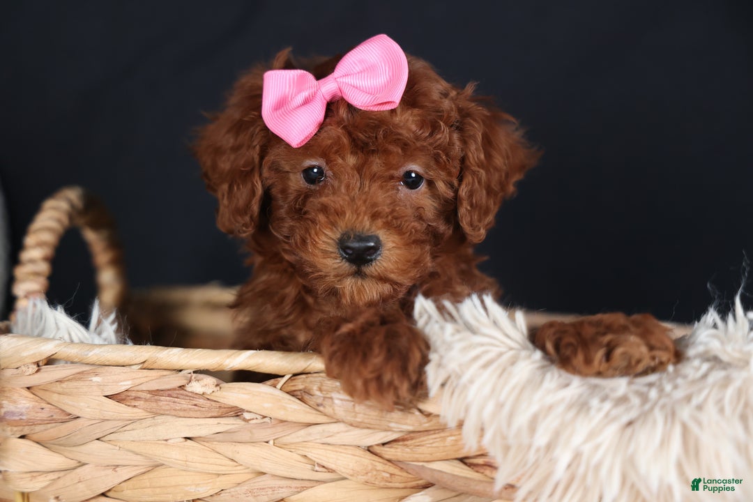 Miniature Poodle dogs for sale: BELLA - Ad 1