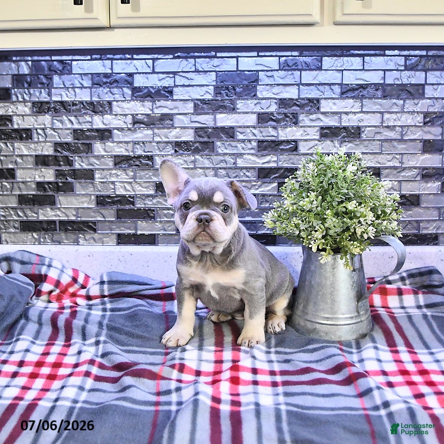 French Bulldog dogs Penelope - Ad 2