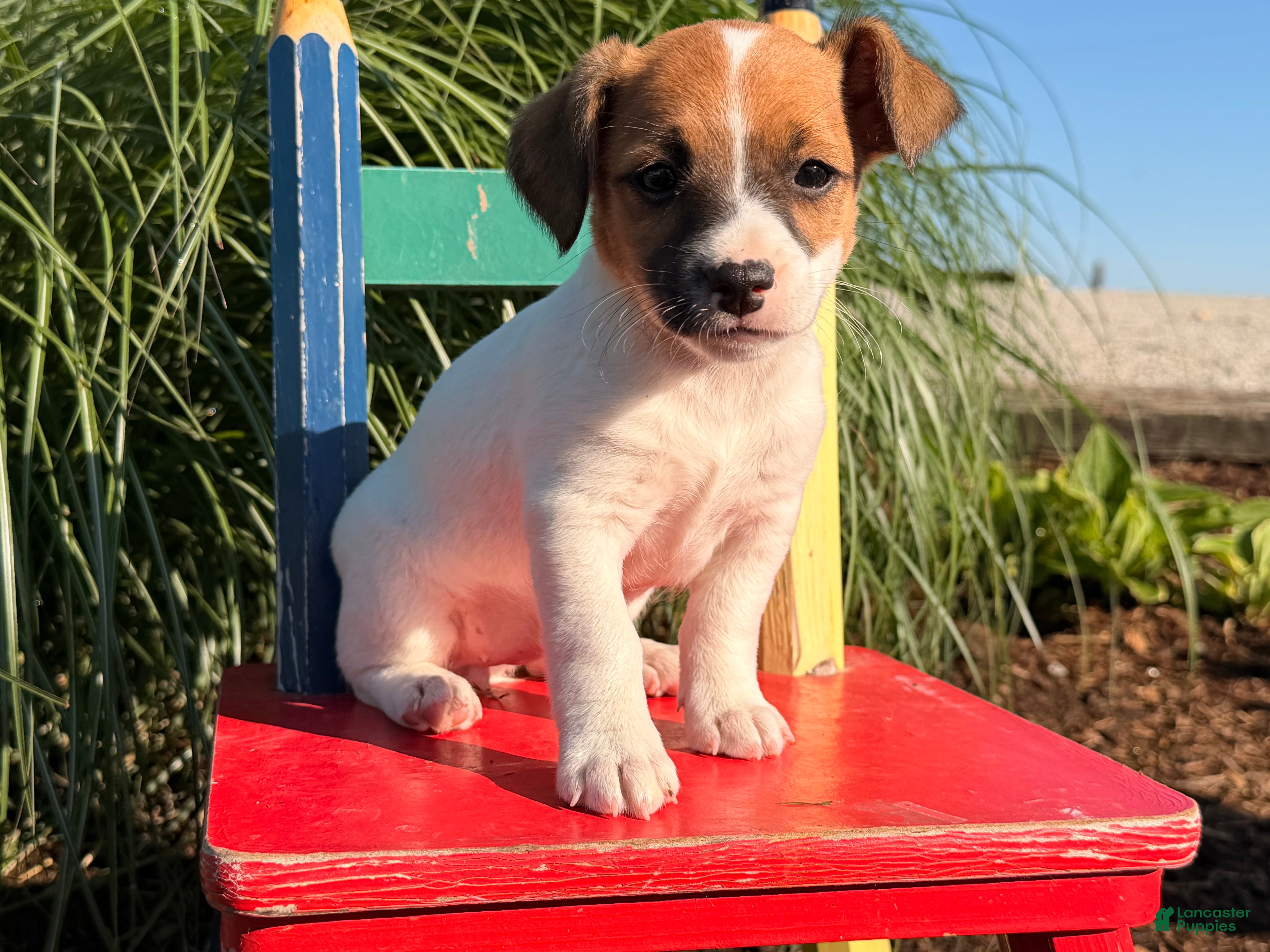 Jack Russell Terrier dogs Butternut - Ad 2