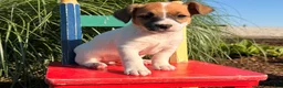 Jack Russell Terrier dogs for sale: Butternut - Ad 2