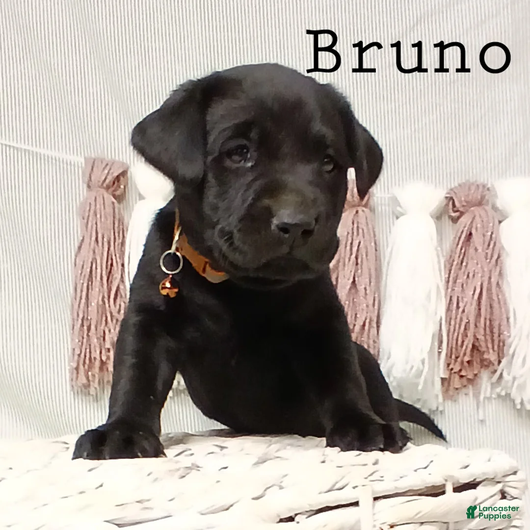 Labrador Retriever dogs for sale: BRUNO - Ad 4