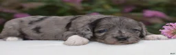 Mini Goldendoodle dogs for sale: Harmony - Ad 17