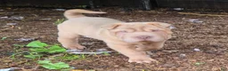 Shar Pei dogs for sale: Larry  - Ad 17