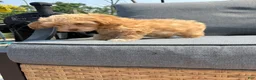 Maltipoo dogs for sale: Mr. Marshmello - Ad 4
