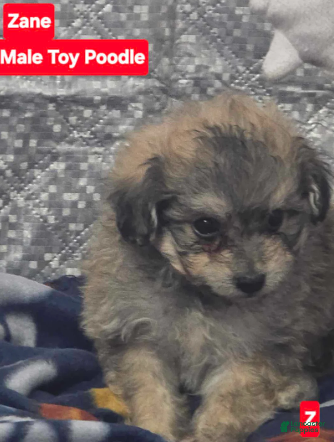Toy Poodle dogs for sale: Zane - Ad 1