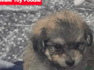 Toy Poodle dogs Zane - Ad 22