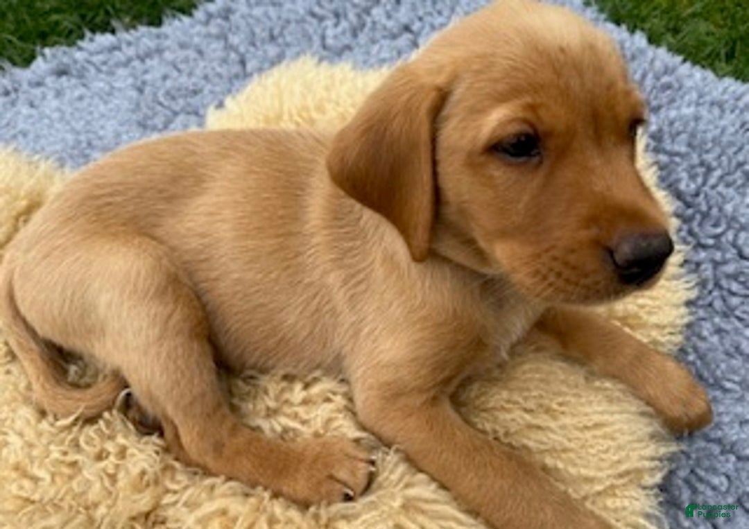 Labrador Puppies Smart, Friendly Family Raised for sale in