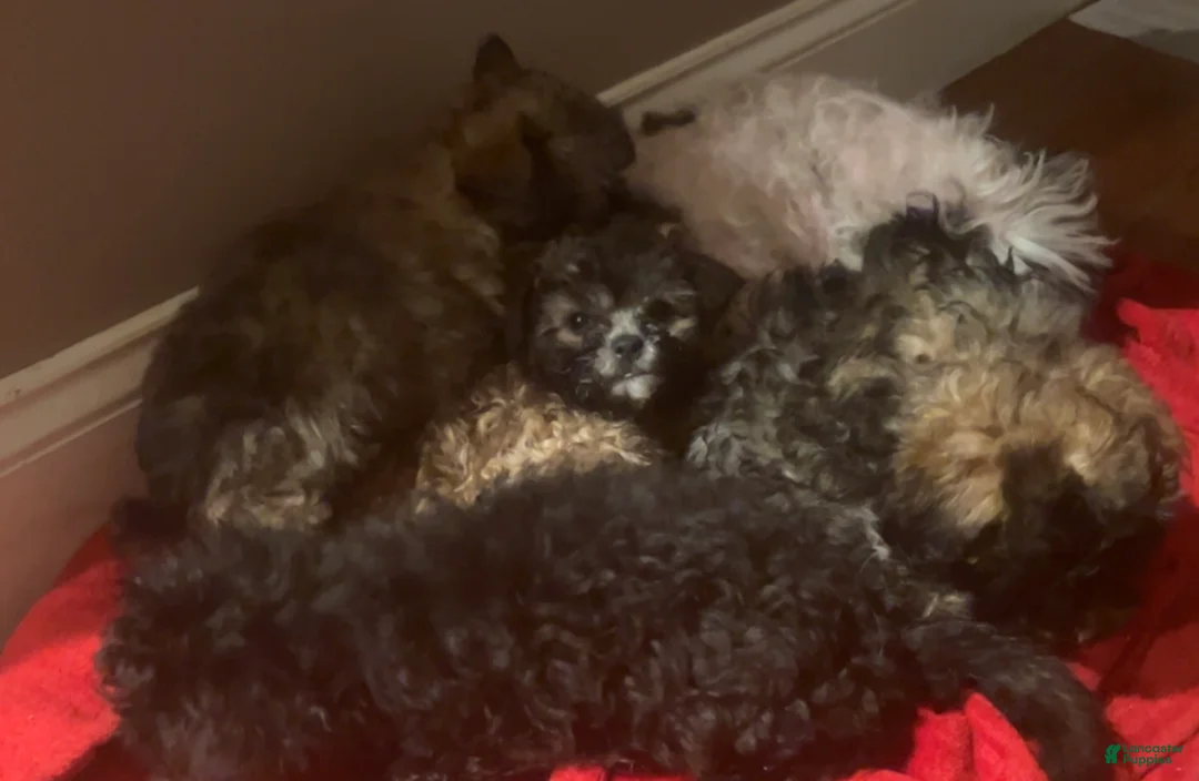 Shihpoo dogs for sale: Shihpoo Puppy 1 - Ad 2
