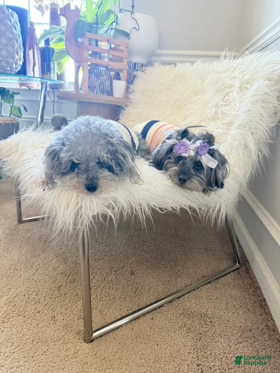 Shihpoo dogs for sale: Shihpoo Puppy 2 - Ad 2