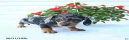 Miniature Dachshund dogs for sale: Bear - Ad 5