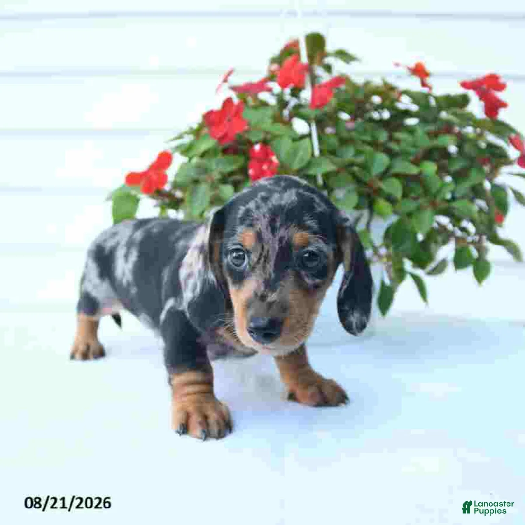 Miniature Dachshund dogs for sale: Bear - Ad 5