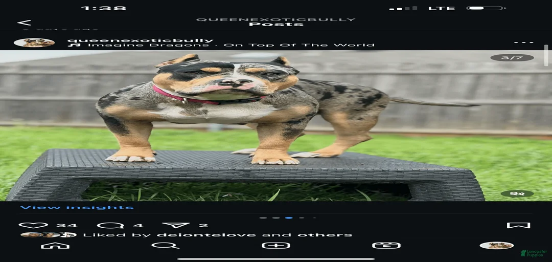 Gallery Image {{count}}