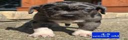 Catahoula Leopard Dog dogs for sale: Bluey, Male - Ad 4