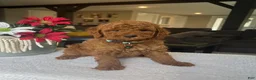 Mini Goldendoodle dogs for sale: Rocky - Ad 2