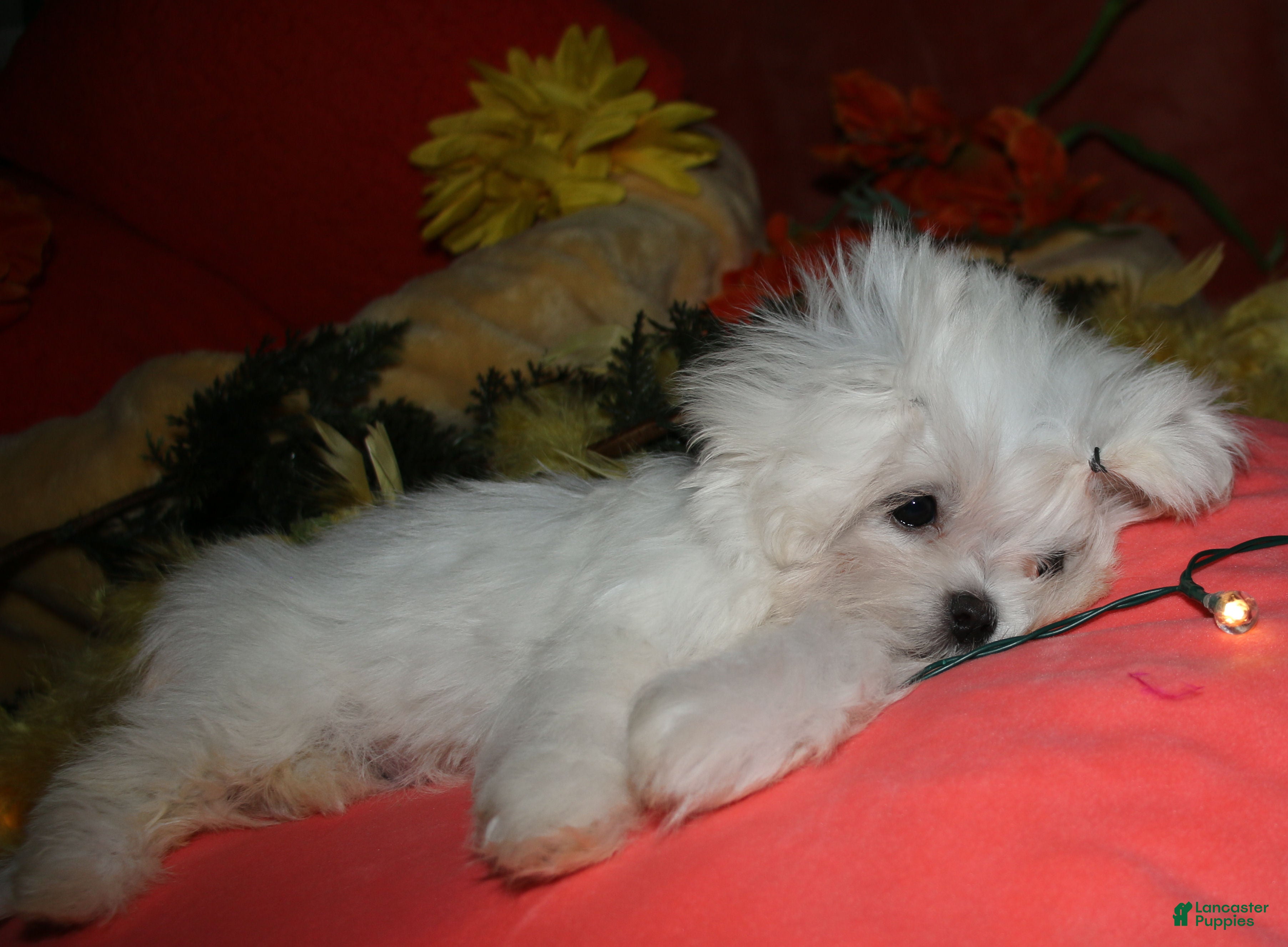 Maltese dogs Conrad - Ad 2
