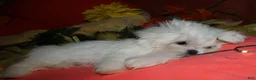 Maltese dogs for sale: Conrad - Ad 2
