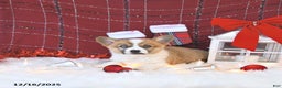 Welsh Corgi Pembroke dogs for sale: Allie - Ad 4