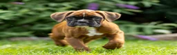 Boxer dogs for sale: Benji - Ad 5