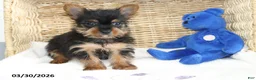 Yorkshire Terrier dogs for sale: Checkers - Ad 3