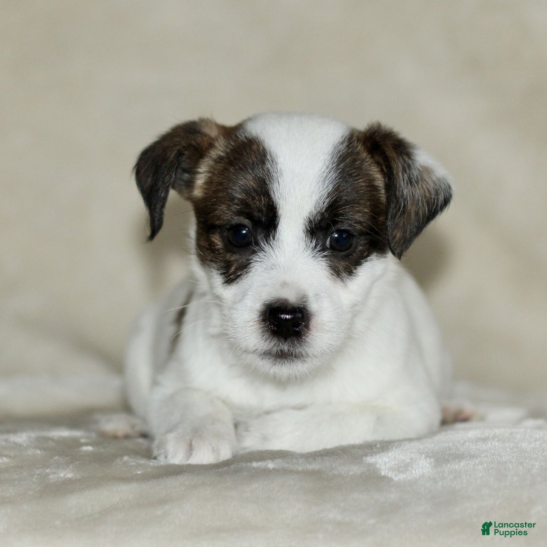 Mixed Breed dogs for sale: Layla  - Ad 3