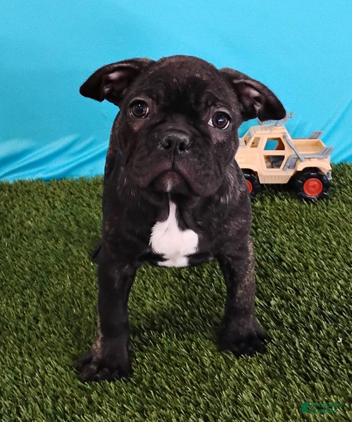 Frenchton dogs Panda - Ad 9