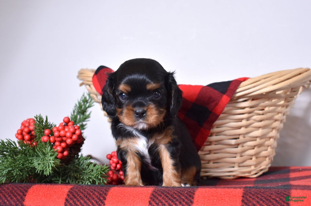 Cavalier King Charles Spaniel dogs for sale: Ranger  - Ad 3