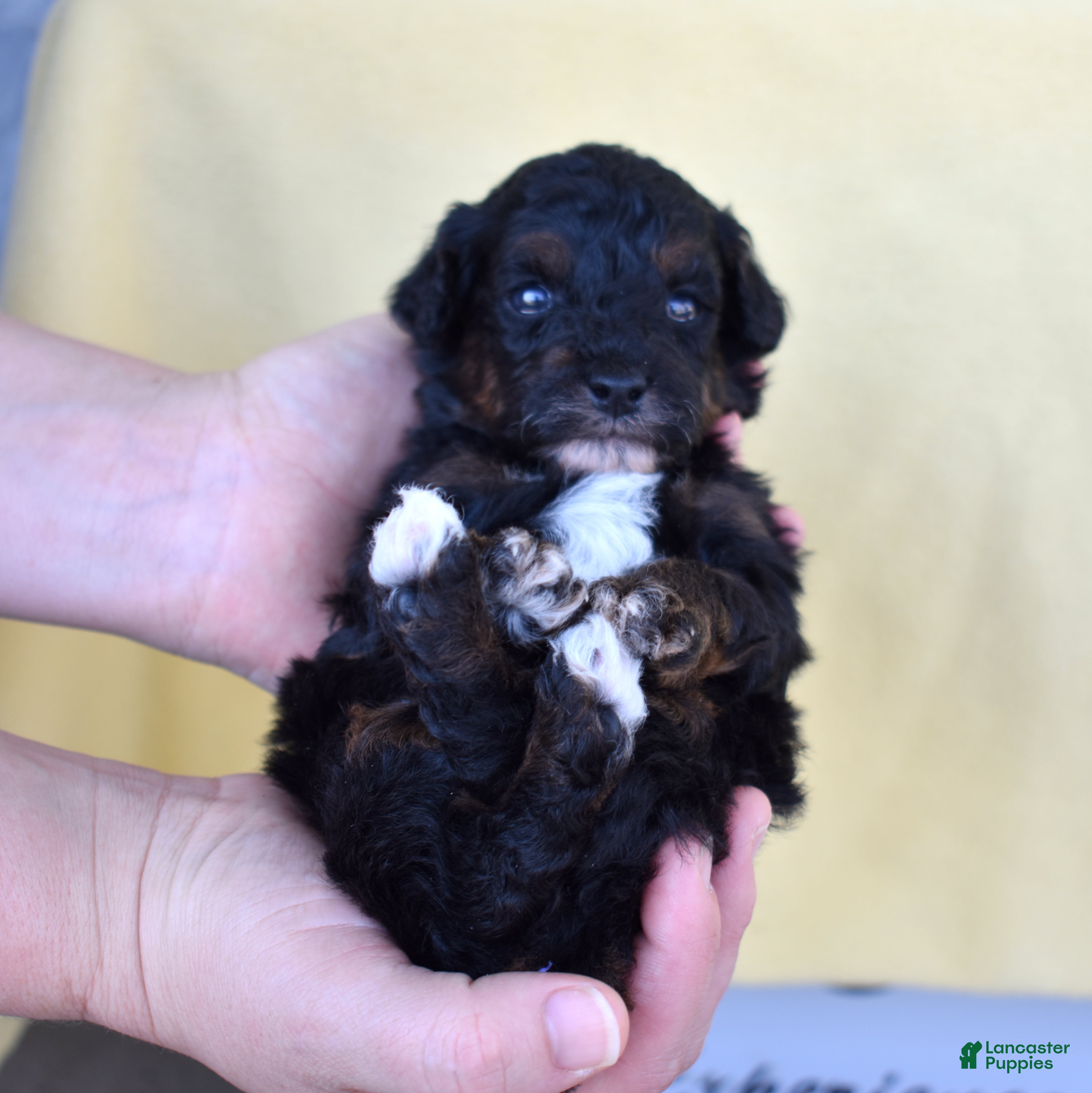 Miniature Poodle dogs Jasper  - Ad 2