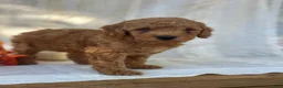 Mini Goldendoodle dogs for sale: Mini Goldendoodle 1 - Ad 6