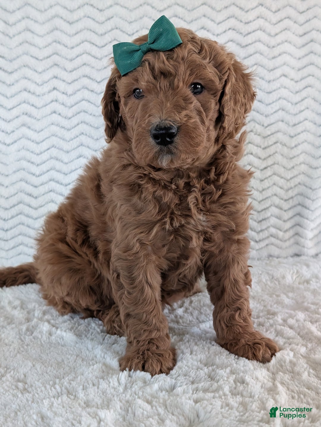 Goldendoodle dogs for sale: Teddy - Ad 19