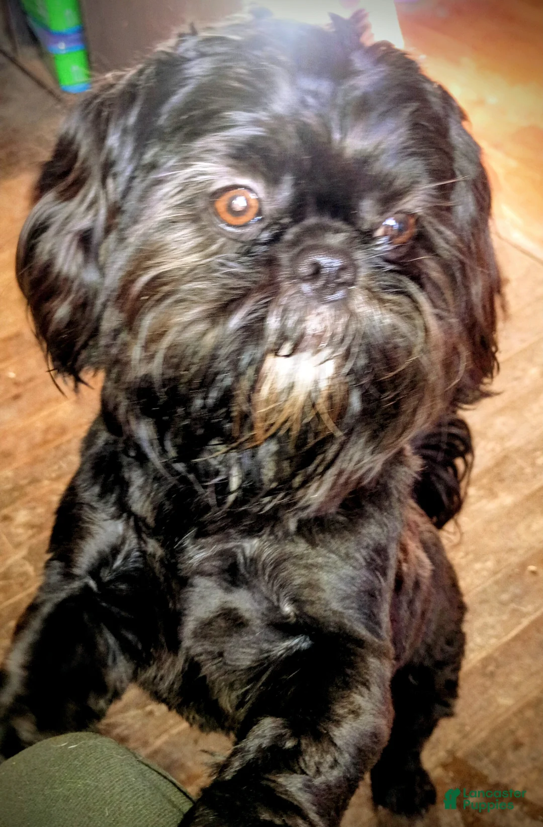 Shih Tzu dogs for sale: Shih Tzu Puppy - Ad 2