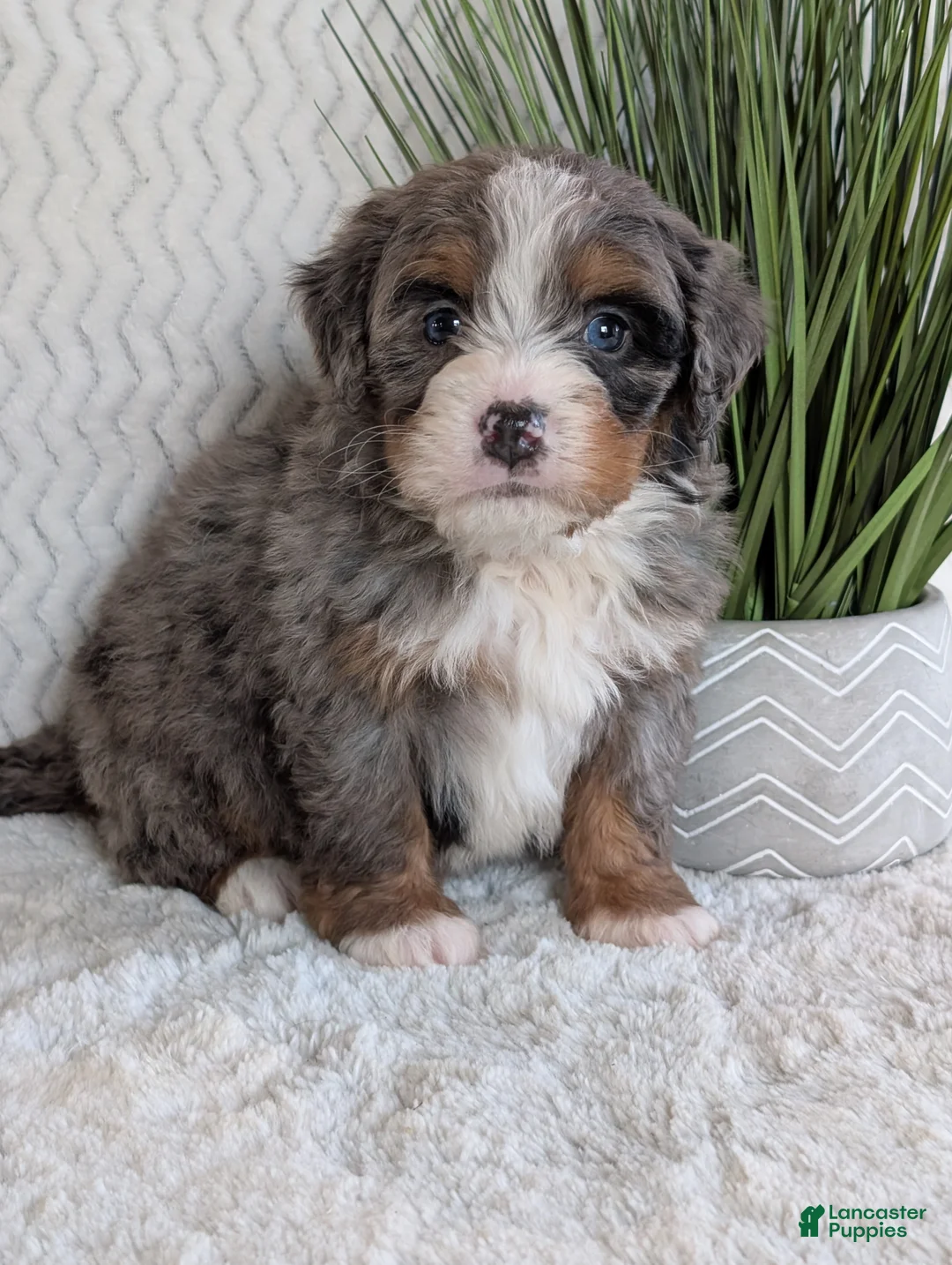 Mini Bernedoodle dogs for sale: Mini Nemo  - Ad 10