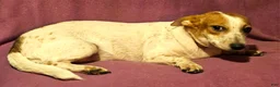 Chihuahua dogs for sale: Princess "T-Cup" - Ad 8