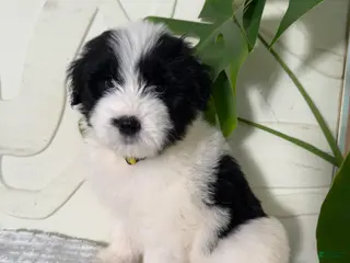 Mixed Breed dogs Mixed Breed Puppy 1 - Ad 21