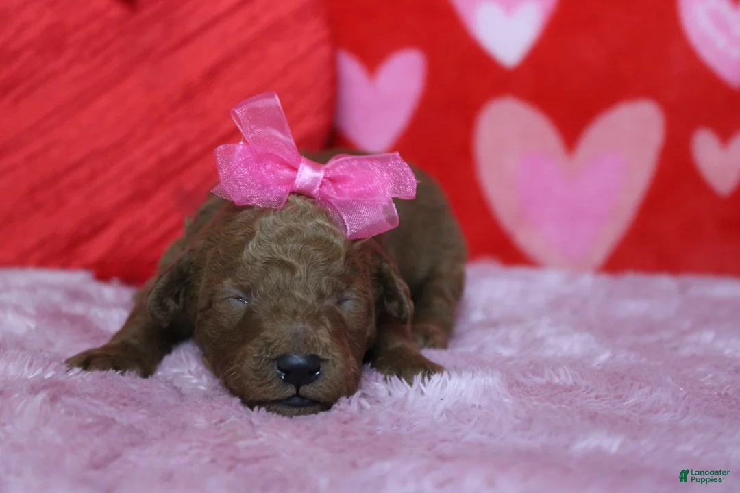 Goldendoodle dogs for sale: Pepper - Ad 3