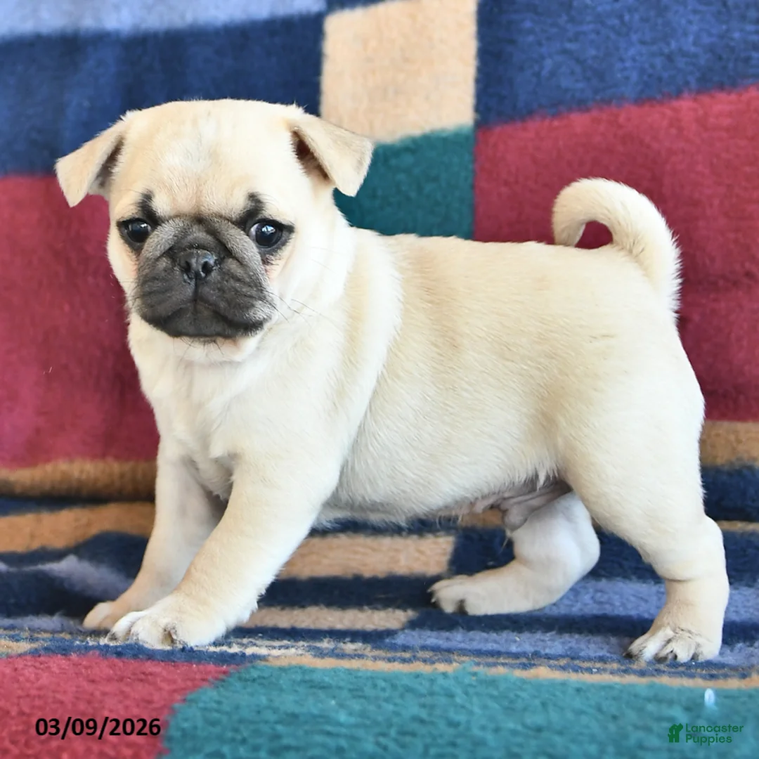Pug dogs for sale: Willie - Ad 1