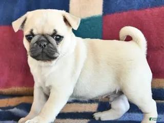 Pug dogs for sale: Willie - Ad 2