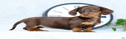 Miniature Dachshund dogs for sale: Dahlia - Ad 2