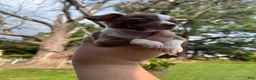 Chihuahua dogs for sale: Chihuahua 1 - Ad 6