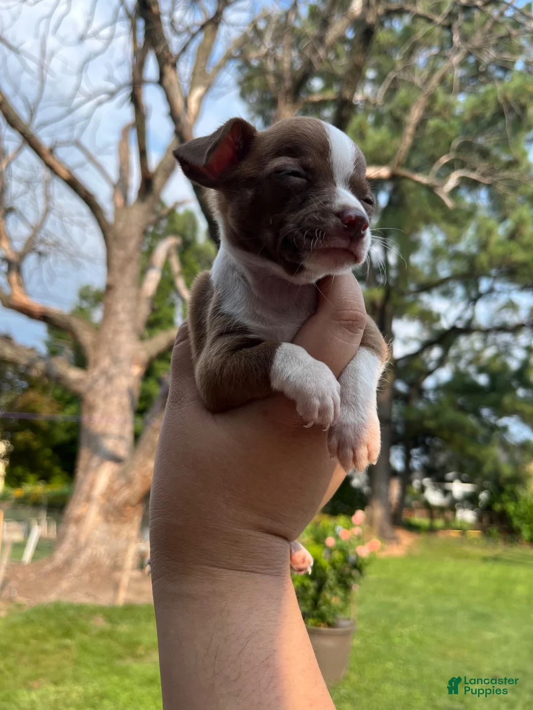 Chihuahua dogs for sale: Chihuahua 1 - Ad 6