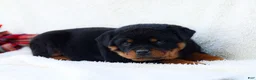 Rottweiler dogs for sale: Thea - Ad 4