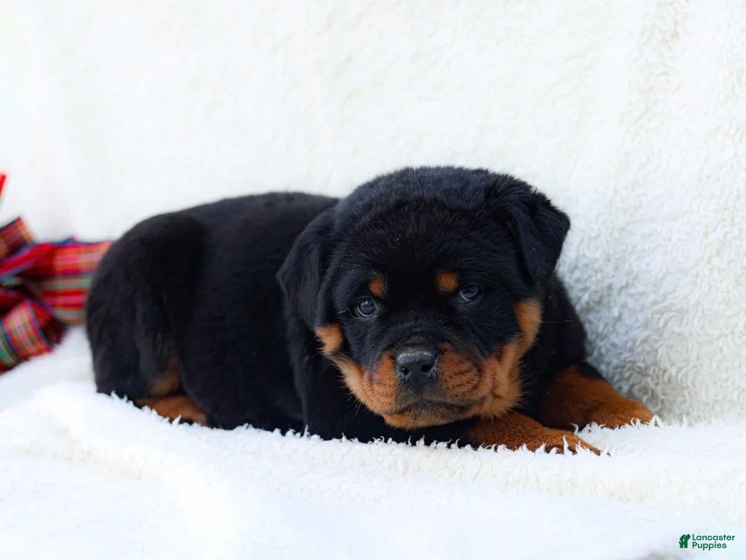 Rottweiler dogs for sale: Thea - Ad 4